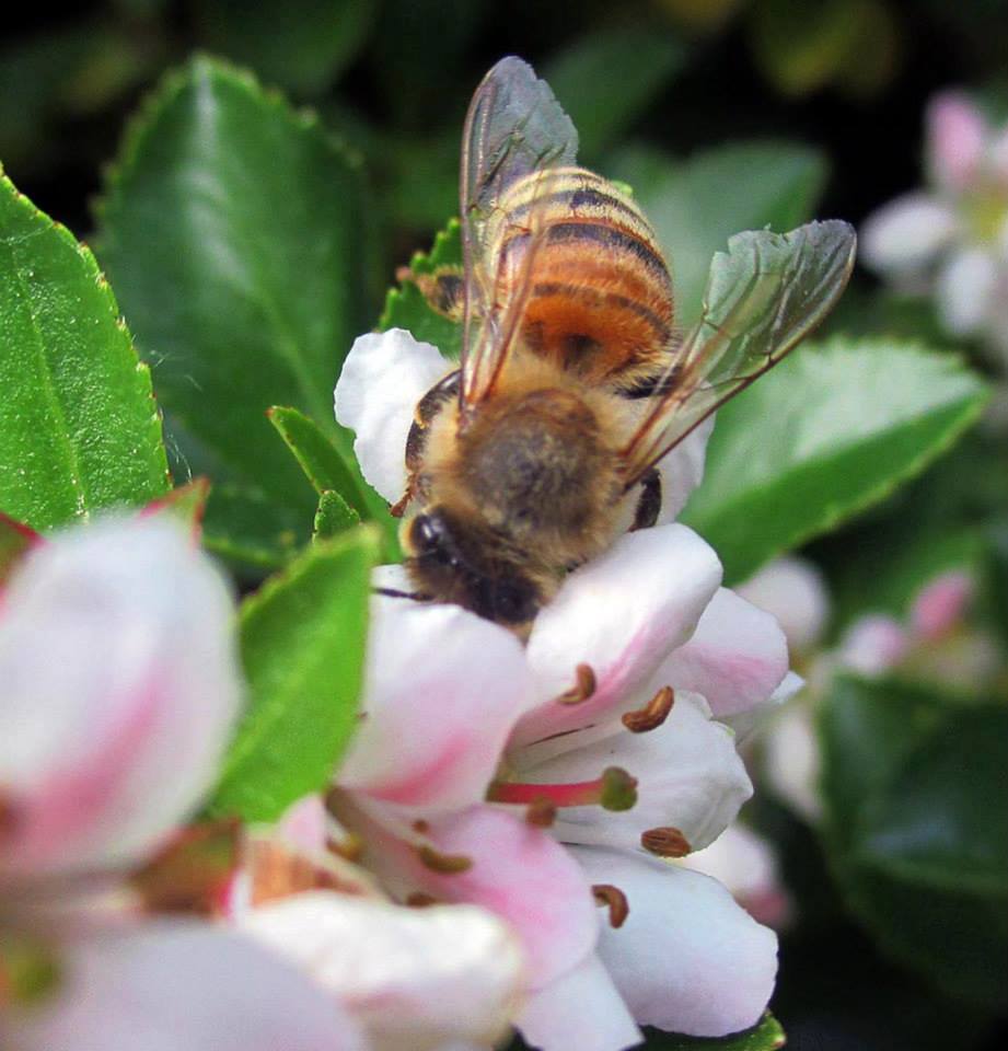 bee-pollinating-fruit-tree